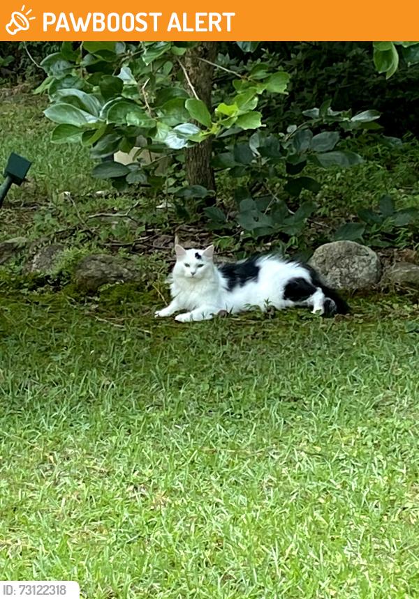 Found/Stray Unknown Cat last seen Lystra & Wilder Ridge, Chatham County, NC 27517