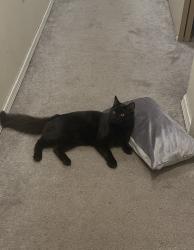 Reunited Male Cat last seen near Powell Blvd & SE 122nd Ave area, Portland, OR, Portland, OR 97236