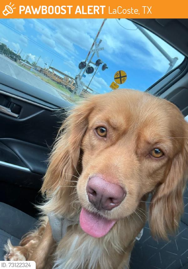 Found/Stray Male Dog last seen Rv park, LaCoste, TX 78039
