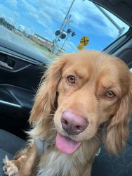 Found/Stray Male Dog last seen Rv park, LaCoste, TX 78039