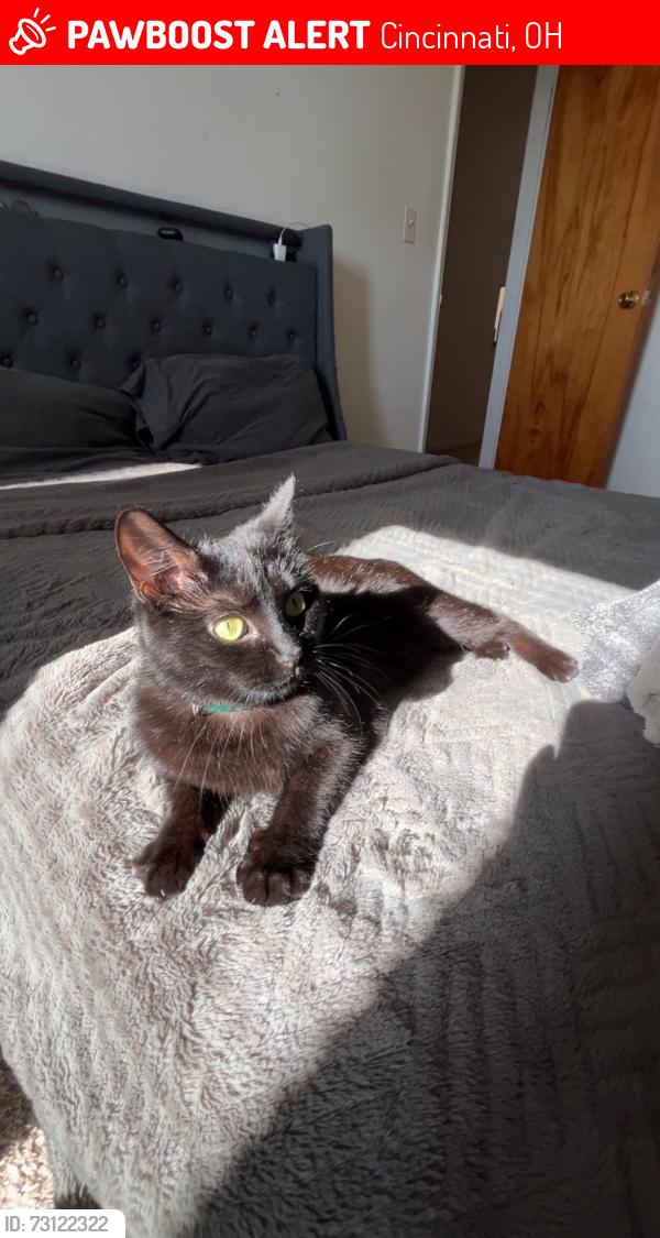 Lost Female Cat last seen J&F Garage, Cincinnati, OH 45238