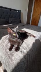 Lost Female Cat last seen J&F Garage, Cincinnati, OH 45238
