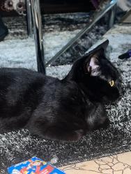 Reunited Female Cat last seen Under the window, Kitchener, ON N2M 2C5