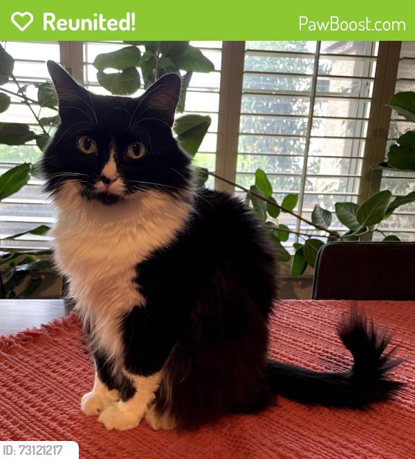 Reunited Female Cat last seen Rural Road and Whitten Street, Chandler, AZ 85226