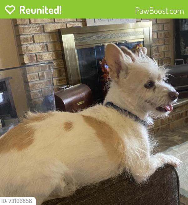 Reunited Female Dog last seen Near E Baltimore Ave, Las Vegas, NV 89104, USA, Las Vegas, NV 89104