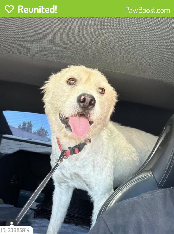 Reunited Male Dog last seen Julien, San Jose, CA 95116