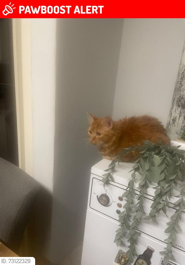 Lost Female Cat last seen Pe13jx, Lincolnshire, England PE11 3JX