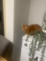 Lost Female Cat last seen Pe13jx, Lincolnshire, England PE11 3JX
