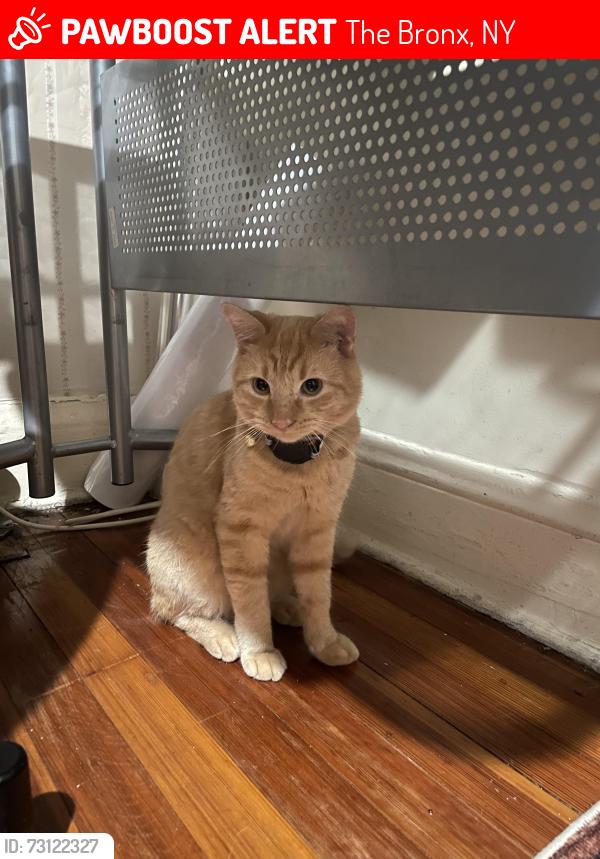 Lost Male Cat last seen ellis ave bronx ny 10462, The Bronx, NY 10462