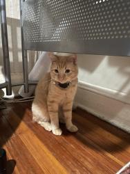 Lost Male Cat last seen ellis ave bronx ny 10462, The Bronx, NY 10462