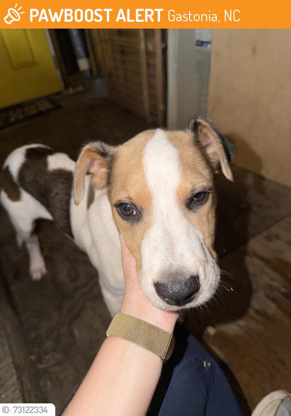 Found/Stray Male Dog last seen Near Brown St, Gastonia, NC 28052