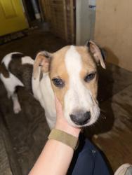 Found/Stray Male Dog last seen Near Brown St, Gastonia, NC 28052