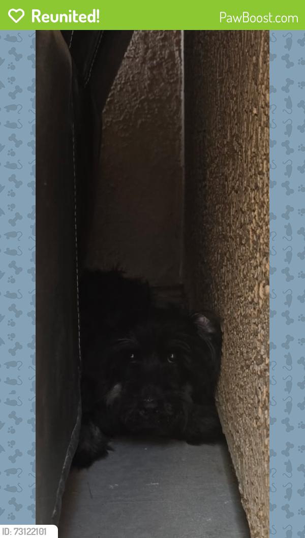 Reunited Unknown Dog last seen Hope dr 15345, Surprise, AZ 85379