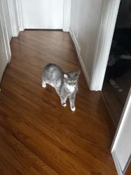 Lost Male Cat last seen Ranchlands, Calgary, AB T3G 1N8