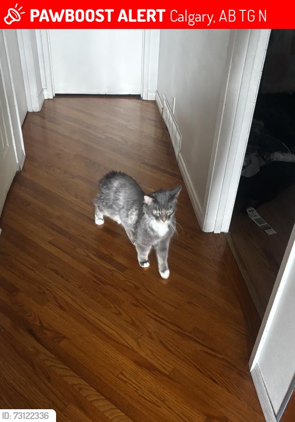Lost Male Cat last seen Ranchlands, Calgary, AB T3G 1N8