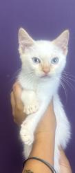 Shelter Stray Male Cat last seen Near W Kimberly Circle, SALT LAKE CITY, UT, 84116, 511 W 3900 S, Salt Lake City, UT 84123, USA