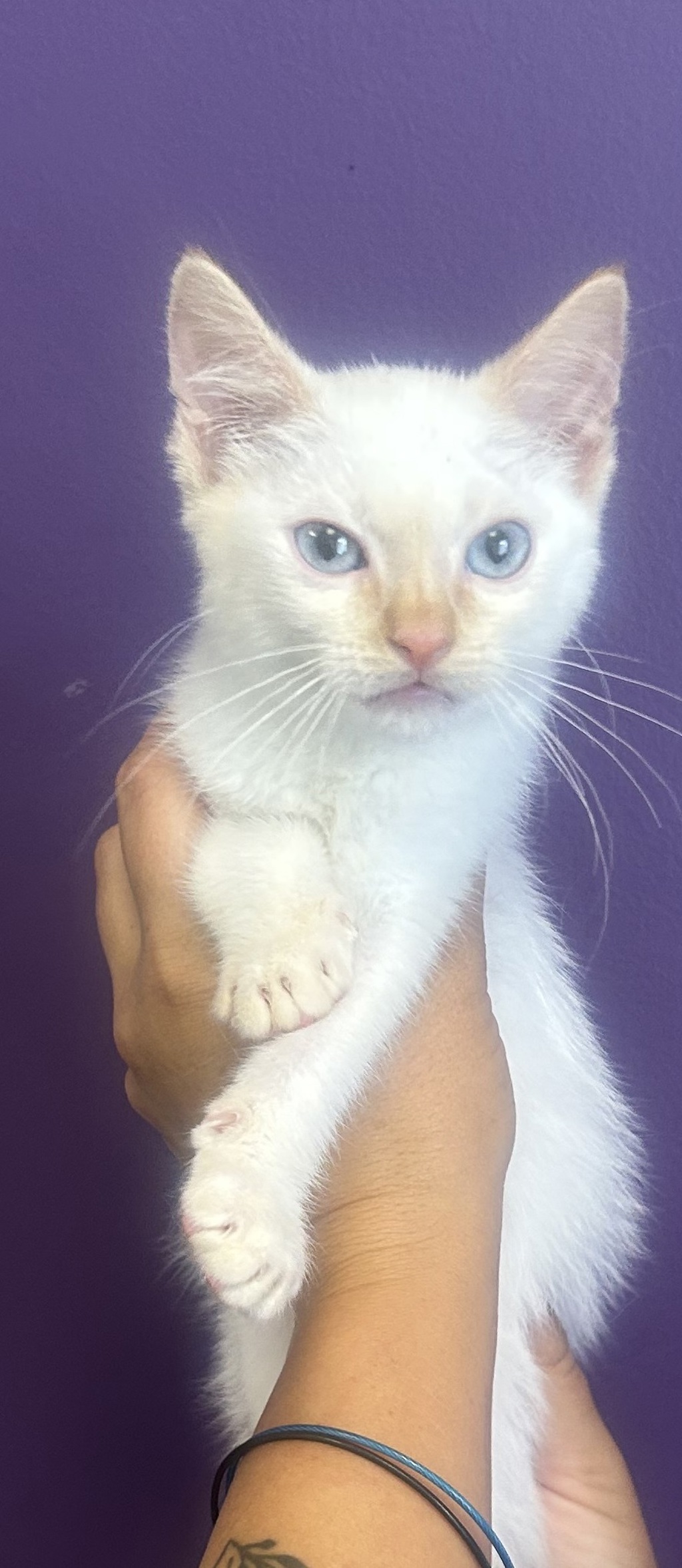 Shelter Stray Male Cat last seen Near W Kimberly Circle, SALT LAKE CITY, UT, 84116, 511 W 3900 S, Salt Lake City, UT 84123, USA