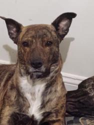 Reunited Female Dog last seen Truman and Osage or 20th st. Off23rd st. Independence mo, Independence, MO 64050