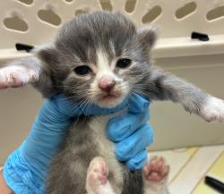 Shelter Stray Female Cat last seen 282nd / Powell Valley, GRESHAM, OR, 97080, 1700 W Historic Columbia River Hwy, Troutdale, OR 97060, USA