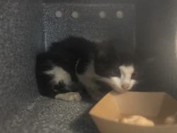 Shelter Stray Male Cat last seen 149th 3rd Avenue, BRONX, NY, 10455, 326 E 110th St, New York, NY 10029, USA
