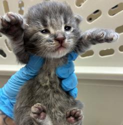 Shelter Stray Male Cat last seen 282nd / Powell Valley, GRESHAM, OR, 97080, 1700 W Historic Columbia River Hwy, Troutdale, OR 97060, USA