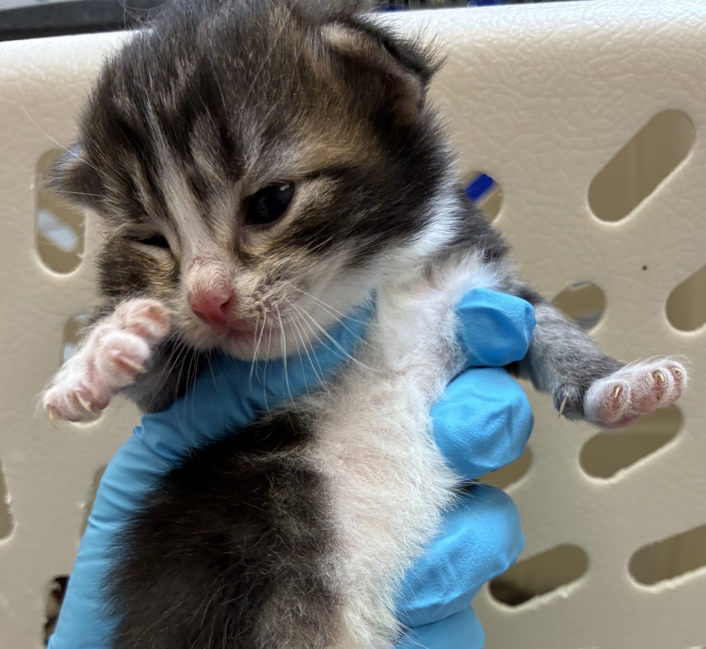 Shelter Stray Male Cat last seen 282nd / Powell Valley, GRESHAM, OR, 97080, 1700 W Historic Columbia River Hwy, Troutdale, OR 97060, USA