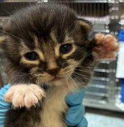 Shelter Stray Female Cat last seen 282nd / Powell Valley, GRESHAM, OR, 97080, 1700 W Historic Columbia River Hwy, Troutdale, OR 97060, USA