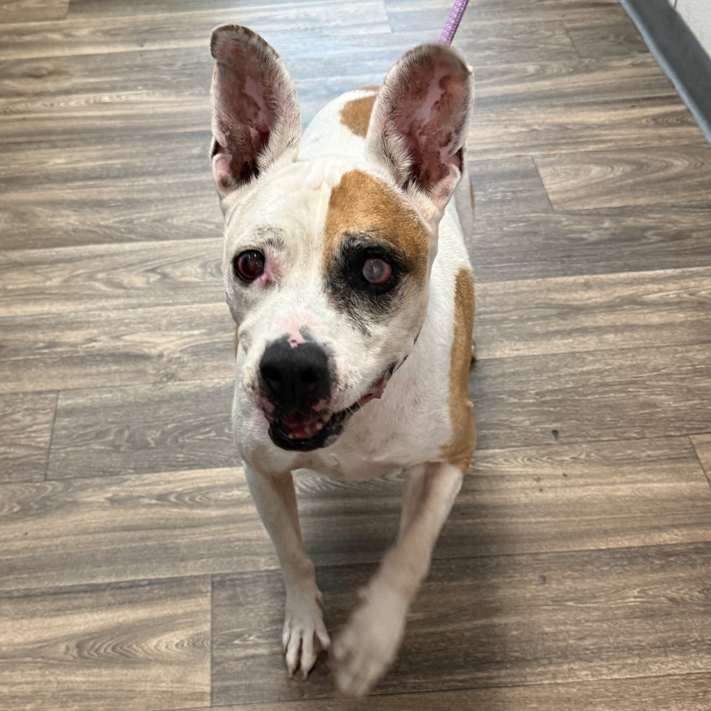 Shelter Stray Male Dog last seen Gaines Street, San Diego, CA, 92110, 5500 Gaines St, San Diego, CA 92110, USA