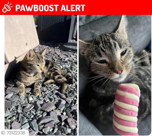 Lost Female Cat last seen Portsea view, Hampshire, England PO9 3FE