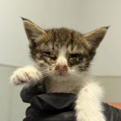 Shelter Stray Female Cat last seen C st., National City, CA, 91950, 5500 Gaines St, San Diego, CA 92110, USA