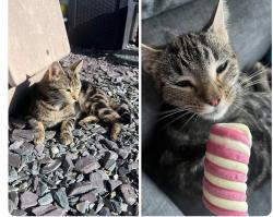 Lost Female Cat last seen Portsea view, Hampshire, England PO9 3FE