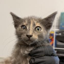 Shelter Stray Female Cat last seen Near s 42nd st, San Diego, CA, 92113, 5500 Gaines St, San Diego, CA 92110, USA
