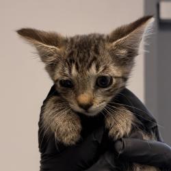 Shelter Stray Female Cat last seen Near s 42nd st, San Diego, CA, 92113, 5500 Gaines St, San Diego, CA 92110, USA