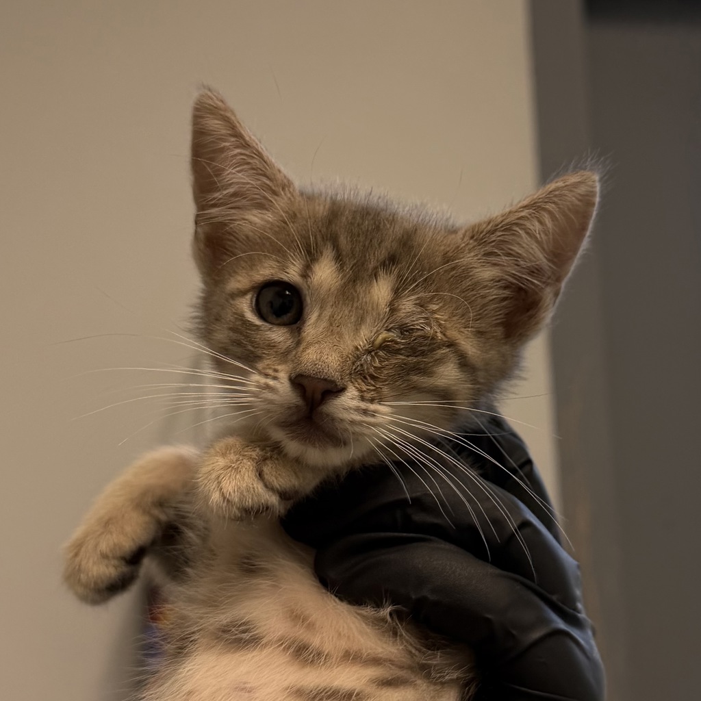 Shelter Stray Female Cat last seen Near s 42nd st, San Diego, CA, 92113, 5500 Gaines St, San Diego, CA 92110, USA