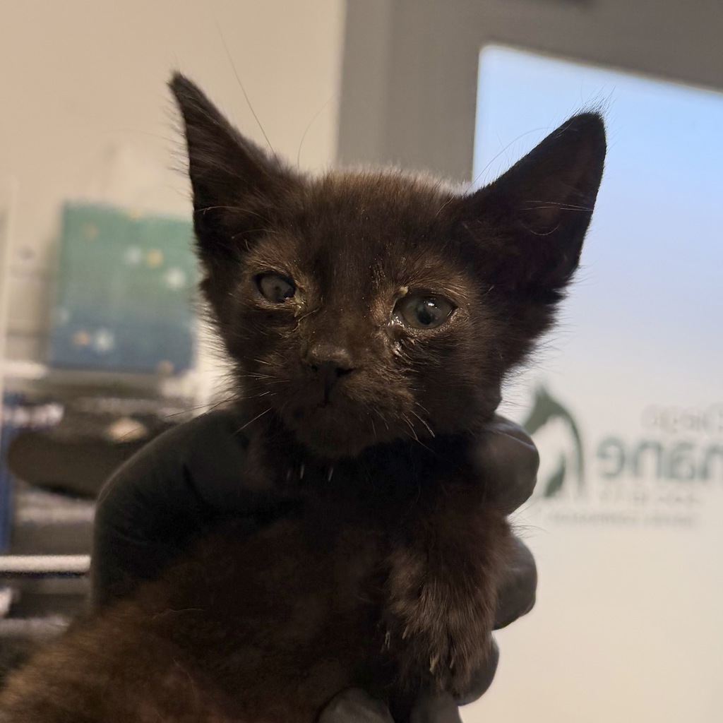 Shelter Stray Female Cat last seen Near s 42nd st, San Diego, CA, 92113, 5500 Gaines St, San Diego, CA 92110, USA