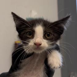 Shelter Stray Male Cat last seen Near s 42nd st, San Diego, CA, 92113, 5500 Gaines St, San Diego, CA 92110, USA