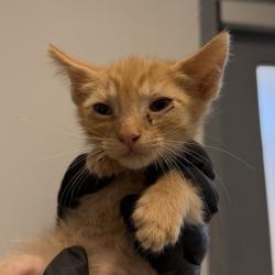 Shelter Stray Male Cat last seen Near s 42nd st, San Diego, CA, 92113, 5500 Gaines St, San Diego, CA 92110, USA