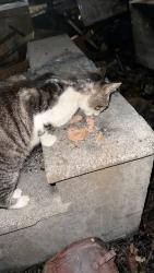 Reunited Male Cat last seen Midway park non base mobile homes near rocky run road and piney green, Piney Green, NC 28544