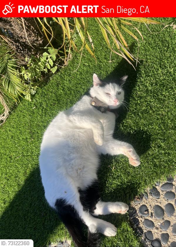 Lost Male Cat last seen Whitman elementary, San Diego, CA 92117