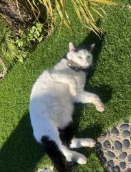 Lost Male Cat last seen Whitman elementary, San Diego, CA 92117
