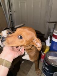 Found/Stray Female Dog last seen Brown St, Gastonia, NC 28052