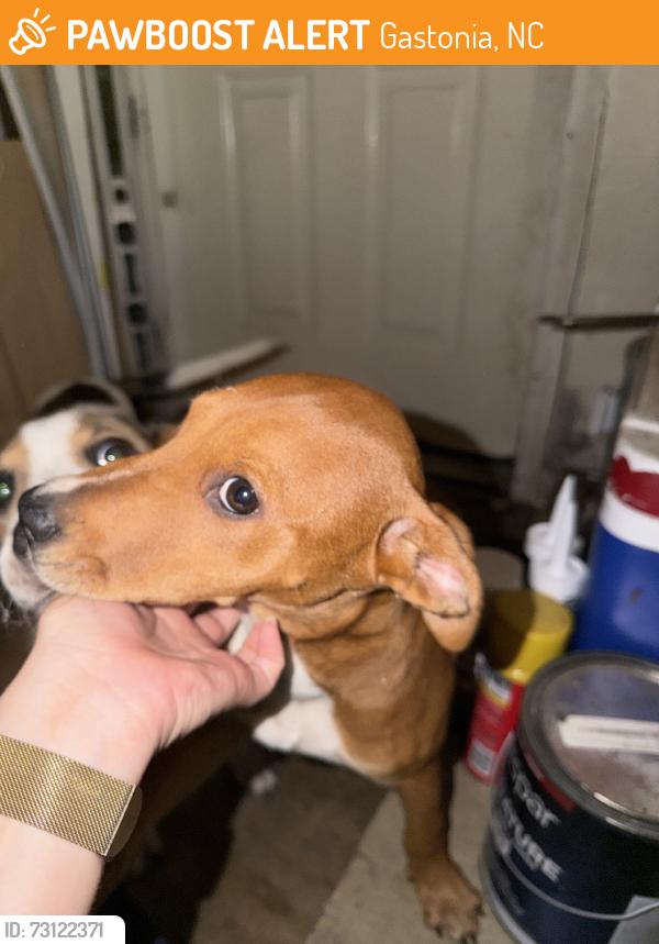 Found/Stray Female Dog last seen Brown St, Gastonia, NC 28052