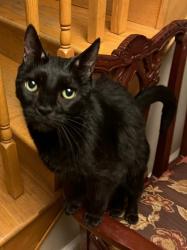 Lost Male Cat last seen Plush Horse - Palos Park, IL, Palos Park, IL 60464