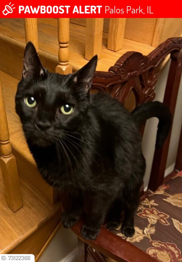 Lost Male Cat last seen Plush Horse - Palos Park, IL, Palos Park, IL 60464