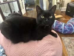 Lost Female Cat last seen Near Hammertown Rd Monroe, CT, Monroe, CT 06468