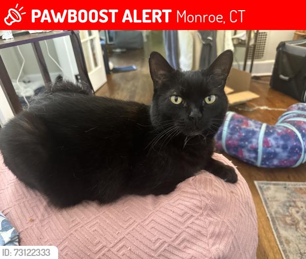Lost Female Cat last seen Near Hammertown Rd Monroe, CT, Monroe, CT 06468