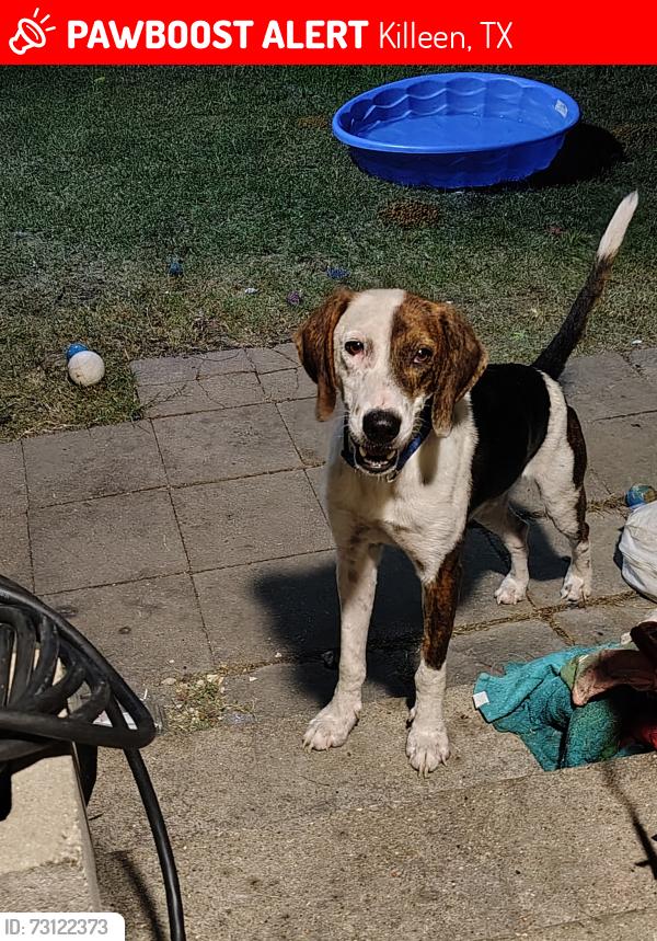 Lost Male Dog last seen Business 190, Killeen, TX 76541