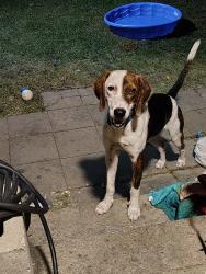 Lost Male Dog last seen Business 190, Killeen, TX 76541