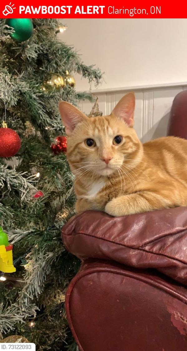 Lost Male Cat last seen Roy Nichols Dr Courtice, Clarington, ON 