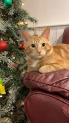 Lost Male Cat last seen Roy Nichols Dr Courtice, Clarington, ON 